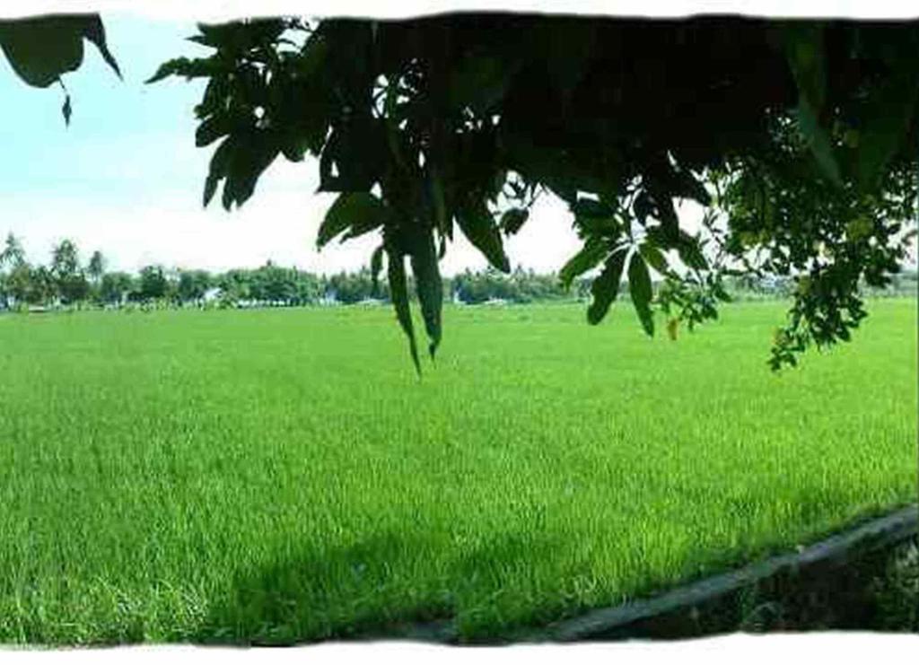 Hotel Sawah Lovina Exterior foto