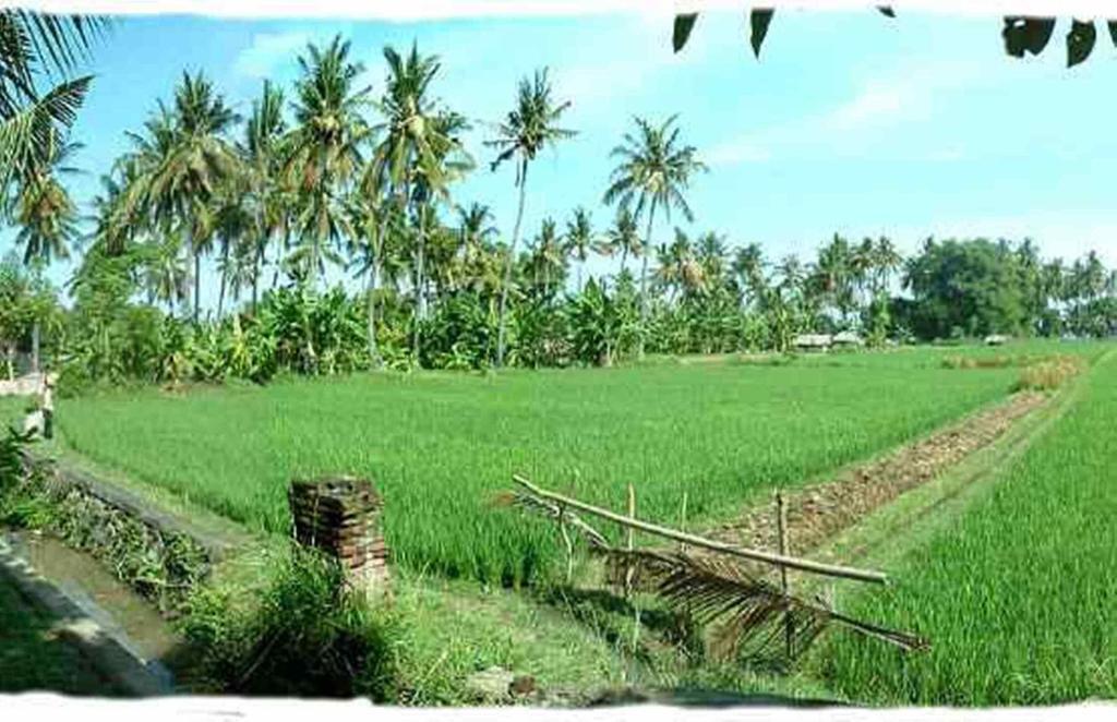 Hotel Sawah Lovina Exterior foto